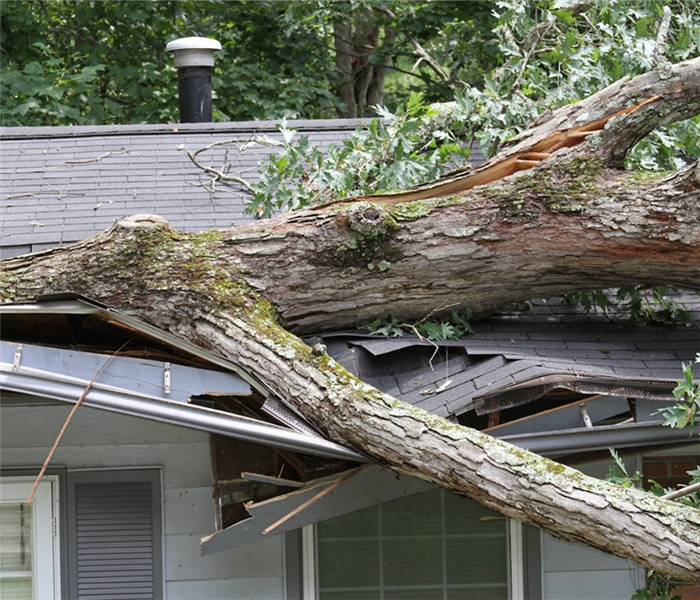 a tree crushing the roof of a house